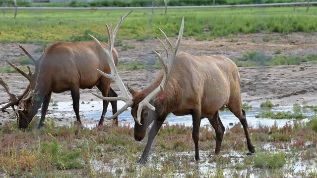 Bull Elk with large antlers in Elk Ranch grazing through water in Utah.