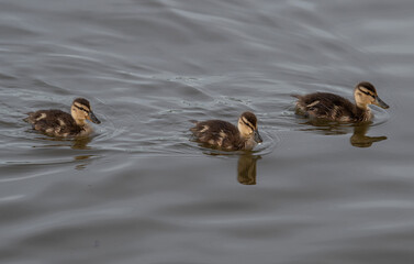 ducks in the water