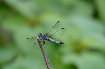 dragonfly on a branch