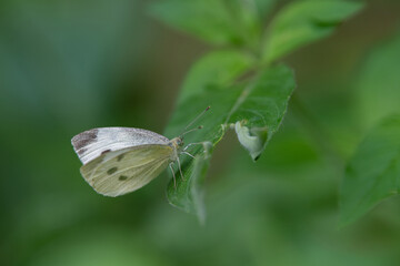 butterfly on leaf