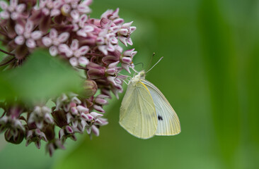 butterfly on a flower