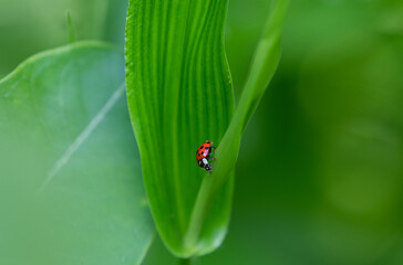 ladybug on green leaf