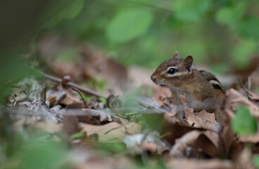 chipmunk in the forest