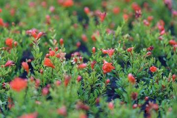 Closeup of blooming pomegranate trees with flowers and fruits in pots in plant nursery in Georgia organically grown ready for transplant, selective soft focus. Gardening concept. 
