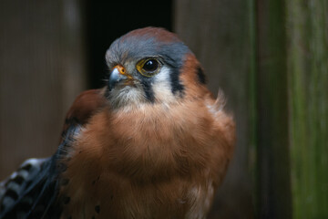 bird of prey