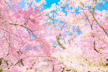 Obraz na płótnie Canvas Flower, Asia, Cherry blossom
