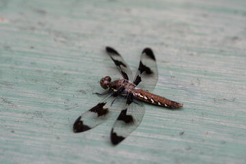 dragonfly