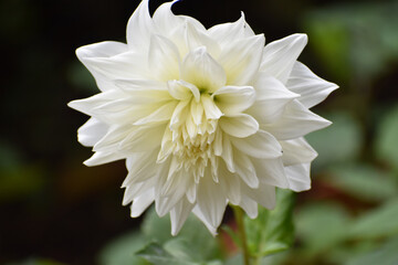 white dahlia flower