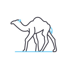 camel line icon, outline symbol, vector illustration, concept sign