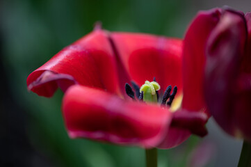 red tulip closeup