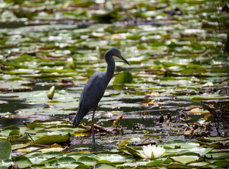 Little Blue Heron Standing in Pond with Lily Pads and Flower