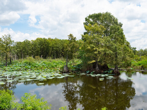 Bald Cypress and Yellow Lotus Water Plants in a Lake with Clouds Overhead