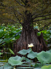 Single Yellow Lotus Flower and Lotus Plants in Front of Bald Cypress