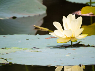 Yellow Lotus Flower on Broad Lily Pad