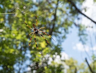 Sunlit Golden Silk Spider in a Web