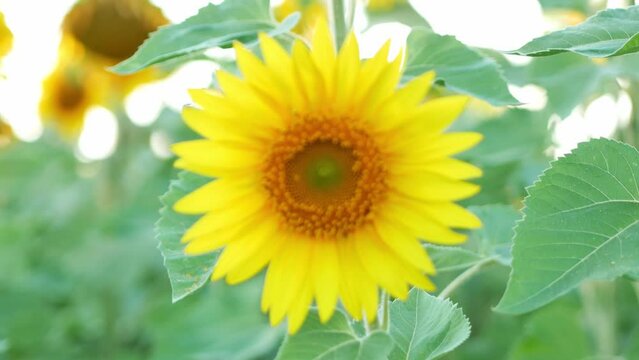 Close-up of a beautiful sunflower in a field, camera zoom, selective focus.