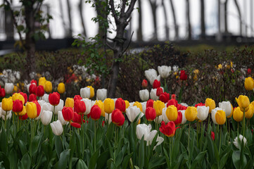 field of tulips