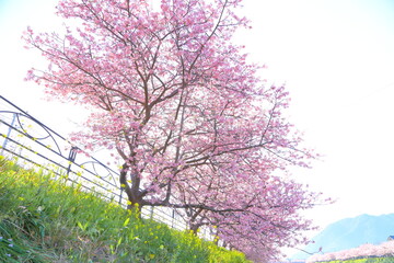 Fototapeta na wymiar Plant, Tree, Cherry blossom