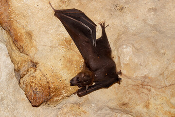A bat hanging on the rock in cave