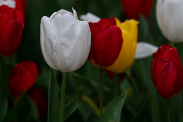 red and yellow tulips