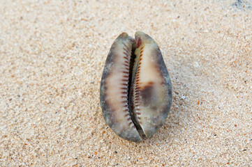 A cowrie seashell sitting on the sand.