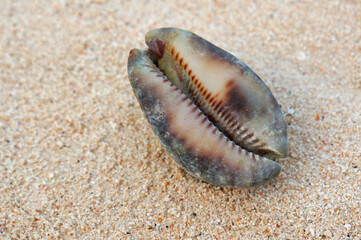 A cowrie seashell sitting on the sand.