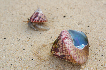 A large turbo seashell along with a smaller Hermit Crab in its shell on sand.