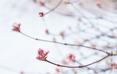 Pink blossom spring branches with snow