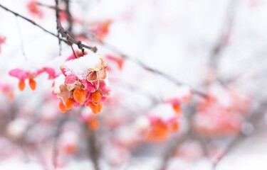 Pink orange spindle tree seed pods with first snow