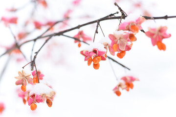 Pink orange spindle tree seed pods with first snow