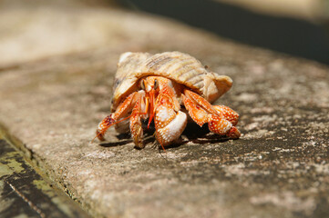 Close up of bright orange hermit crab with a spiral shell walking on a log in Rarotonga, Cook Islands