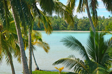 A view of the beautiful Rarotongan tropical lagoon through coconut palm trees.