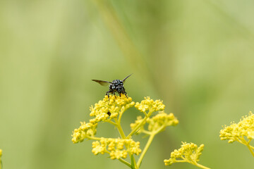 幸せを呼ぶ青い蜂～ブルービー