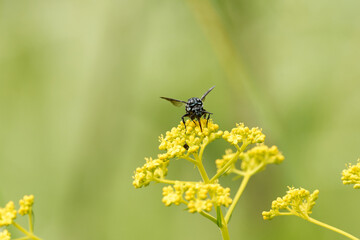 幸せを呼ぶ青い蜂～ブルービー