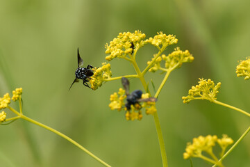 幸せを呼ぶ青い蜂～ブルービー