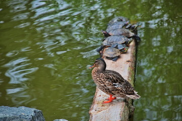 Duck and group of turtles standing on a tree trunk