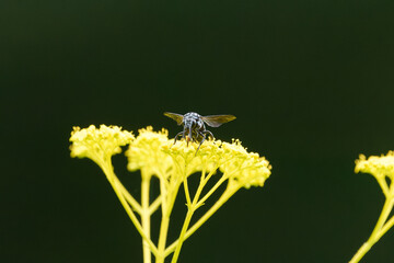 幸せを呼ぶ青い蜂～ブルービー