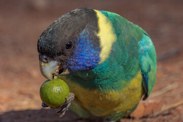 Port Lincoln Ringneck Parrot in Northern Territory Australia