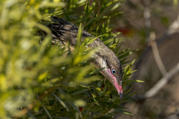Obraz premium Spiny-cheeked Honeyeater in Northern Territory Australia