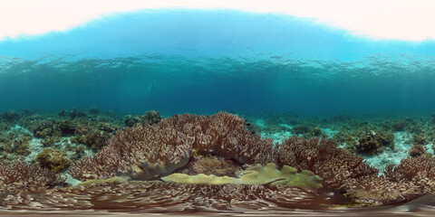 Tropical fishes and coral reef at diving. Underwater world with corals and tropical fishes. Philippines. Virtual Reality 360.