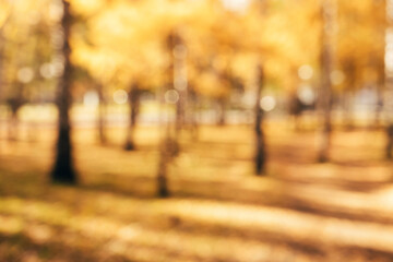 Autumn blurred natural background. Defocused autumnal trees. Abstract colorful bokeh