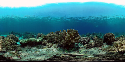 Fototapeta na wymiar Underwater fish reef marine. Tropical colourful underwater seascape. Philippines. Virtual Reality 360.