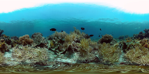 Tropical Fish Corals Marine Reef. Underwater Sea Tropical Life. Tropical underwater sea fishes. Underwater fish reef marine. Tropical colorful underwater seascape. Philippines. 360 panorama VR