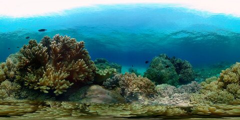 Fototapeta na wymiar Tropical Fishes on Coral Reef, underwater scene. Philippines. 360 panorama VR