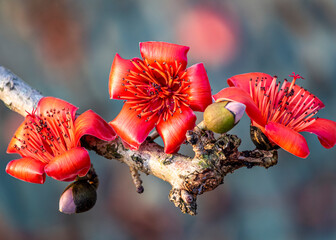 Bombax ceiba flowers in Spring.