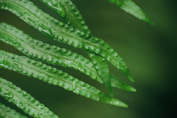 Close up fern leaves dark green background 