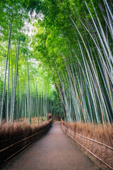 The bamboo forest in Arashiyama, Kyoto.