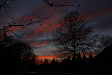 Fototapeta premium sunset in the forest