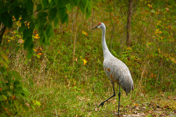 Obraz premium Sandhill Crane