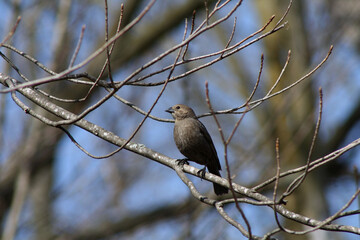 bird on a branch